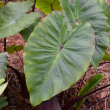 ALOCASIA PORTORA 14"