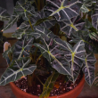 ALOCASIA AMAZONICA 6"