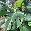 MONSTERA DELICIOSA 6"