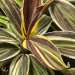CORDYLINE CHOCOLATE QUEEN 4"