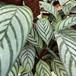 CALATHEA SETOSA GREY STAR 4.5"