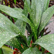 ASPIDISTRA MILKY WAY 6"
