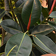 FICUS RUBBER PLANT 4"