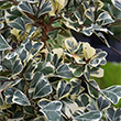 FICUS TRIANGULARUS 10"
