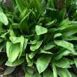 ASPIDISTRA CAST IRON 8"