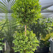 EUGENIA 2 BALL TOPIARY 6"