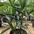PALM RHAPIS 10"