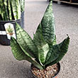 FOLIAGE SPECIAL 4" GARYS