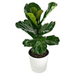 FICUS LYRATA STD 10"