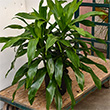 DRACAENA JANET CRAIG CMP STG 10"