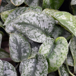 POTHOS SILVER SATIN 6"