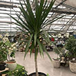 DRACAENA TARZAN TREEFORM 10"