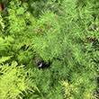 FERN PLUMOSA 3.5"