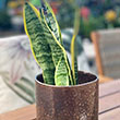 SANSEVIERIA LAURENTII 4"