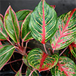 AGLAONEMA SPECIALTY GARYS 4"