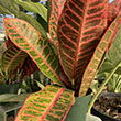 CROTON 4"