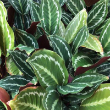 CALATHEA PICTURATA 8"
