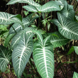 XANTHOSOMA LINDENII MAGNIFICUM 6