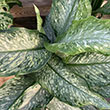 DIEFFENBACHIA TIKI 8"