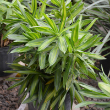 DRACAENA SONG OF JAMAICA 17"