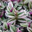 TRADESCANTIA 4"