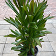 CORDYLINE GLAUCA 10"