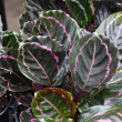 CALATHEA DOTTIE 6"