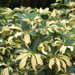 SCHEFFLERA GOLD CAPELLA STD 10"
