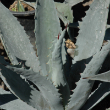 AGAVE ASST. 14"