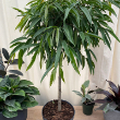 FICUS ALLI STD 10"