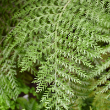 FERN AUSTRAL GEM 6"