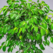 FICUS WINTERGREEN STD 17"