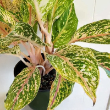 AGLAONEMA TWO TONE MOONSTONE 6"