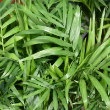 PALM NEANTHE BELLA 4"