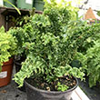 FERN BOSTON 6"