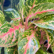 AGLAONEMA SPARKLING SARAH 6"