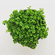 PILEA BABY TEARS 4"