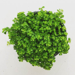 PILEA BABY TEARS 3"