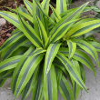 DRACAENA WARNECKII GOLDSTAR 6"