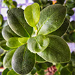 FICUS GINSENG 4"