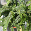 FERN DALLAS 6"