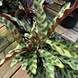 CALATHEA LANCIFOLIA 6"