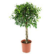 FICUS ALII BRAID 10"