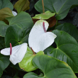 ANTHURIUM WHITE HEART 10"