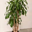 DRACAENA MASS CANE 5-4-3-2 14"