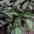 CALATHEA GREY STAR 4"