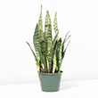 SANSEVIERIA ZEYLANICA SUPERBA 6"