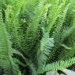 FERN EMERALD QUEEN 4.5"