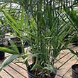 PALM BAMBOO SEIFRIZII 10"