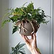 FERN RABBIT'S FOOT 6"